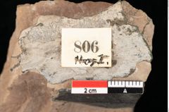Foto (Detailsansicht) von Quercus palaeoilex Ettingshausen (NHMW-GEO-2024-0188-0806)